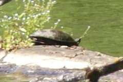 Chrysemys picta bellii