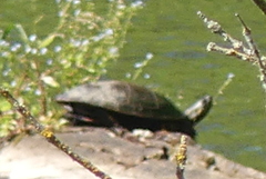 Chrysemys picta bellii