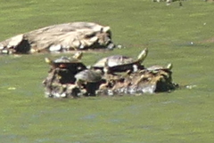 Chrysemys picta bellii
