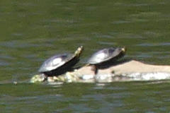 Chrysemys picta bellii