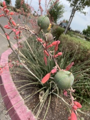 Hesperaloe