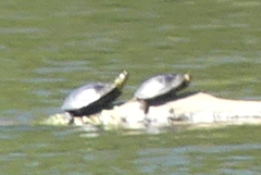 Chrysemys picta bellii