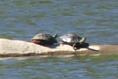 Chrysemys picta bellii