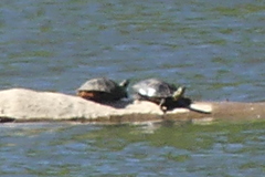 Chrysemys picta bellii