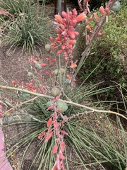 Hesperaloe