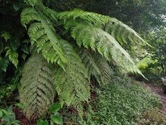 Cyatheaceae