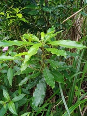 Magnoliopsida