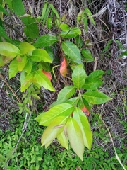 Magnoliopsida
