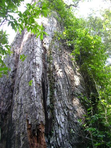 Swietenia macrophylla
