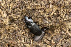 Poecilus corvus