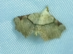 Prolophota trigonifera