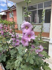 Alcea rosea