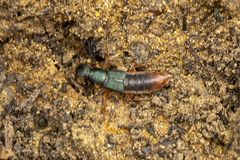 Dinothenarus saphyrinus