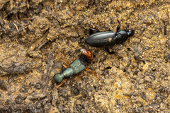 Dinothenarus saphyrinus