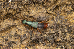 Dinothenarus saphyrinus