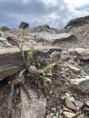 Silene uralensis