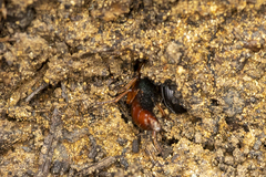 Dinothenarus saphyrinus