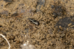 Bembidion mutatum