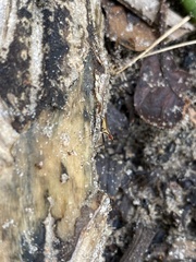 Telostylinus