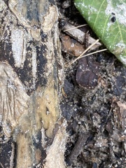 Telostylinus
