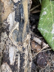 Telostylinus