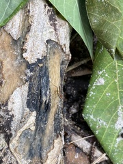 Telostylinus