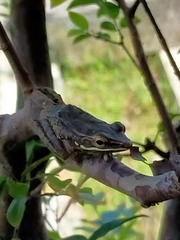 Chalcorana chalconota