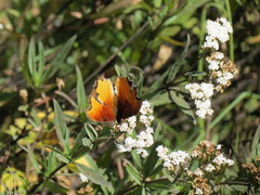 Polygonia haroldii