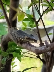 Chalcorana chalconota