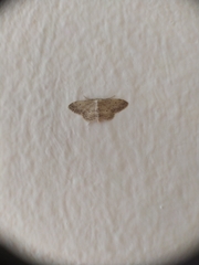 Idaea seriata