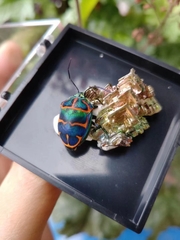 Poecilocoris sanszesignatus