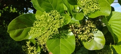 Premna