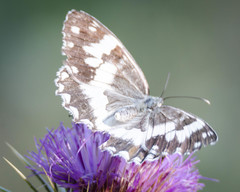 Melanargia larissa