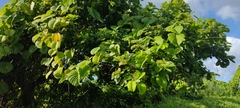 Premna