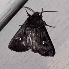 Lacinipolia renigera