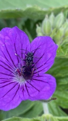 Tenthredo radoszkowskii