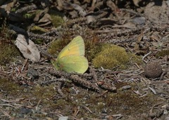 Colias hecla
