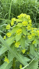 Euphorbia squamosa