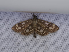 Anania coronata