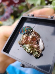 Poecilocoris sanszesignatus