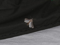 Acentria ephemerella