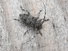 Aegomorphus clavipes