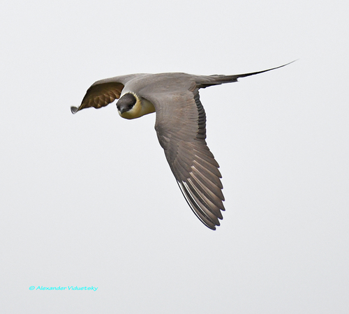 Long-tailed Jaeger