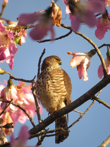 Little Sparrowhawk (Tachyspiza minulla), photo 10