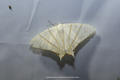 Ourapteryx fulvinervis