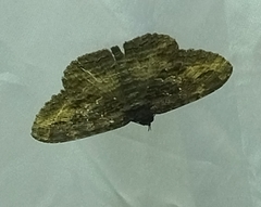 Anisoneura salebrosa