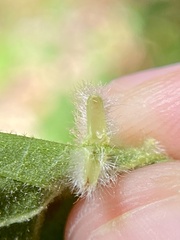 Caryomyia albipilosa