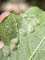 Caryomyia albipilosa