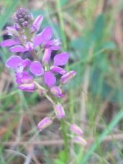 Polygala crenata