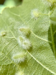 Caryomyia albipilosa